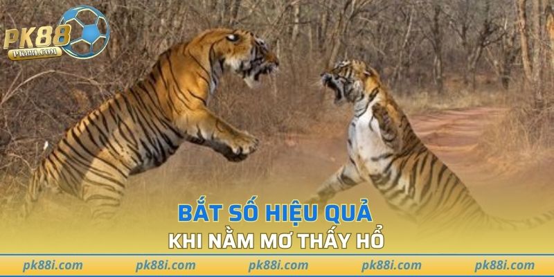 Bắt số hiệu quả khi nằm mơ thấy hổ